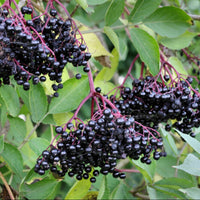 Elderberry Syrup DIY Kit - 1 pint